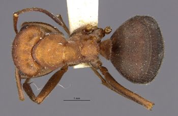 Media type: image;   Entomology 23246 Aspect: habitus dorsal view